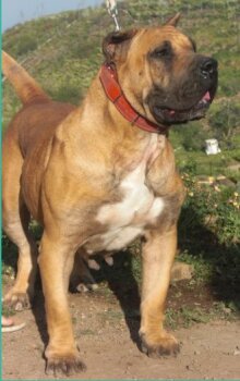GITANA