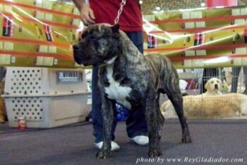 RON DE DOG REAL