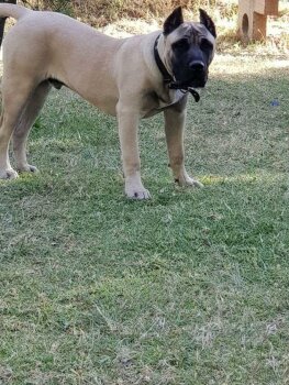 CLYDE ARDOR BULL