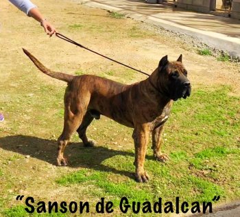 SANSON DE GUADALCAN