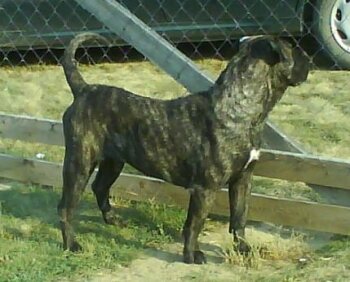 AFRA EL PANNON PERRO DE PRESA
