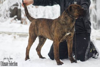 BIMBA