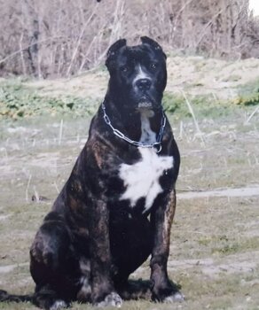 APOLO DE KING ZULU
