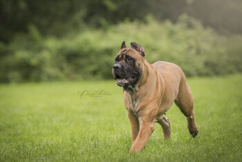 BOSS BULL CANARIO HONEY
