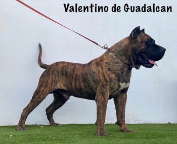 VALENTINO DE GUADALCAN