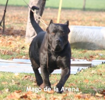 MAGO DE LA ARENA