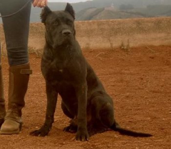 DENNIS DE IREMA CURTO