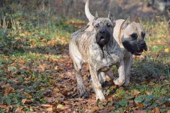GOMORA DEVIL'S BONE KENNEL