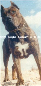 ARGUAL (1992)