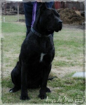 ARYS DE MANGO BULL (NATASHA)