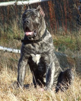 BEHEMOTH BALUARTE DE LOS PERROS