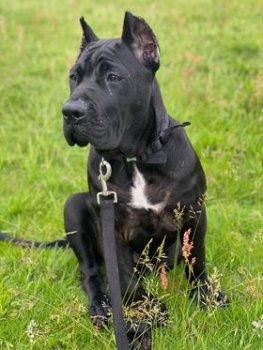 BLACK MAMBA PRESA DE GUERRA KENNEL