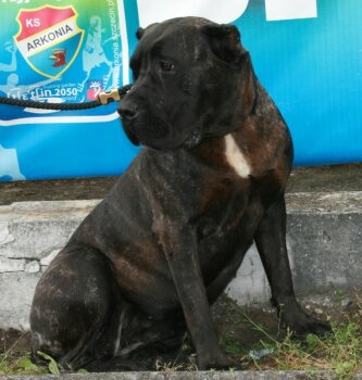 ATENA MIRDOG
