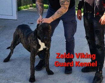 ZELDA VIKING GUARD
