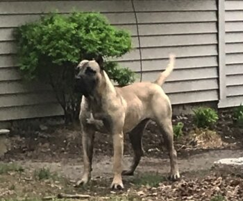CANARIAN BULL'S NALLA ROSE