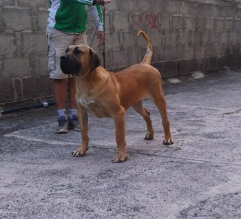 BRUMA DE ATAGACAN