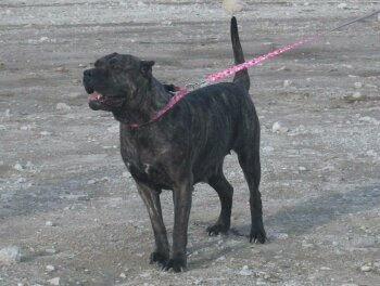 BIGGIE'S PRESAS ITHICA (FATTIE)