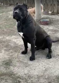ARES DE FAMILIA BALCAN