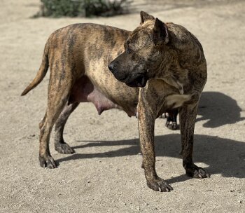ALASKA DE KING ZULU