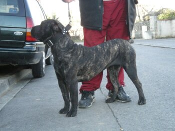 KIA DE BARNACAN BULL