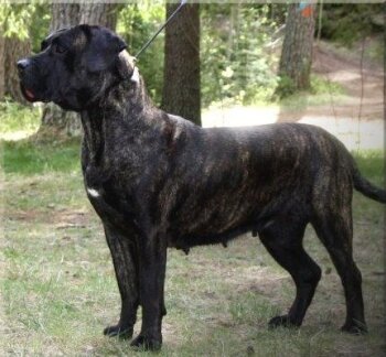 NINKI DE BARNACAN BULL