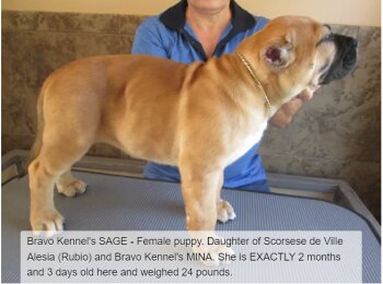 BRAVO KENNEL’S SAGE
