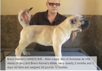 BRAVO KENNEL’S CERVANTE