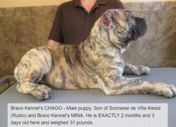 BRAVO KENNEL’S CHAGO