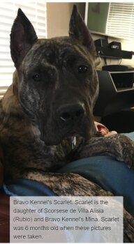 BRAVO KENNEL’S SAHARA
