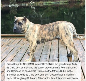 BRAVO KENNEL’S COCOMO