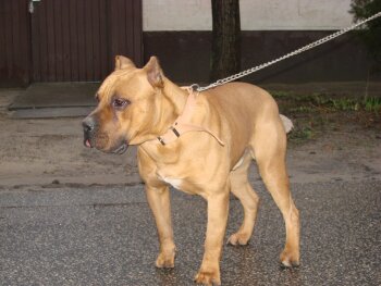 PERROS CANARIOS OROS BUCK