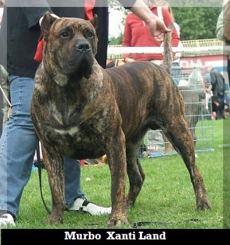 MURBO XANTI LAND