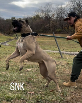 NALA DE SANGRE NUEVA