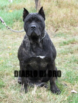 B-ZARA DIABLO DI ORO